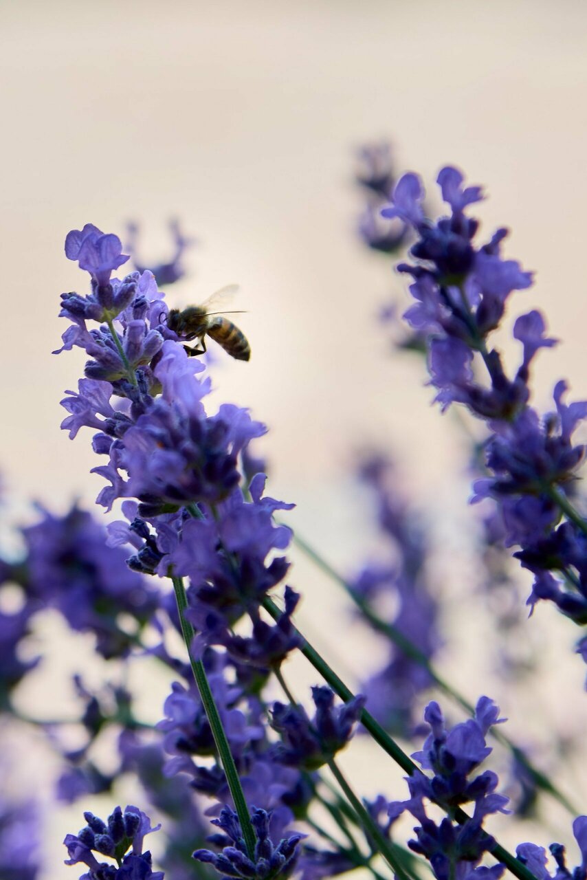 Гостиница Де ла Мапа Анапа-243