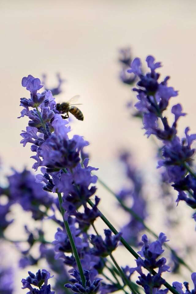 Гостиница Де ла Мапа Анапа-242